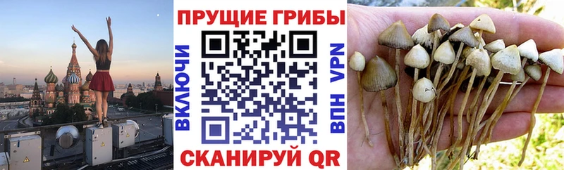 где продают   Мегион  Галлюциногенные грибы Magic Shrooms 